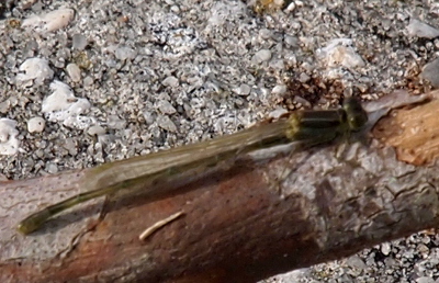 [A side view of a damselfly on a branch which lies on pavement. The damselfly has clear wings with only a hint of color at the end. The body is light green and brown.]
